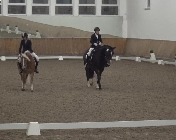 Reitturnier Freudenberg 2019