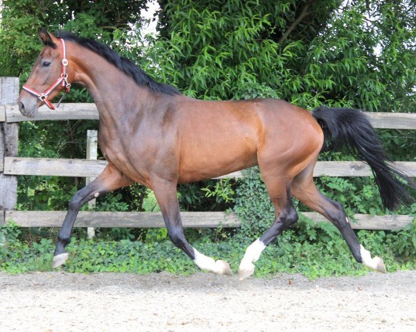 Pferd Ilyarite (KWPN (Niederländisches Warmblut), 2013, von Dexter R)