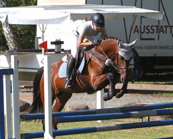 broodmare E-Chula (Holsteiner, 2012, from Cero) broodmare E-Chula (Holsteiner, 2012, from Cero)
