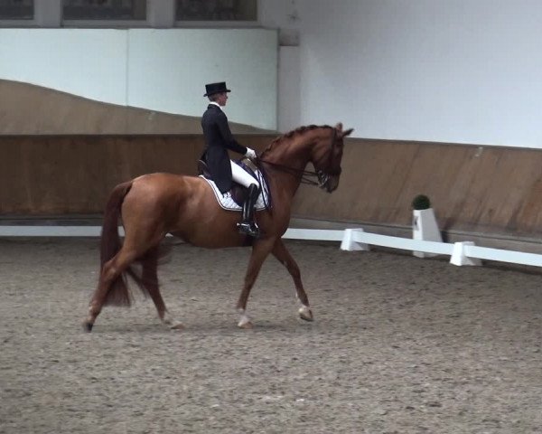 Reitturnier Freudenberg 2019