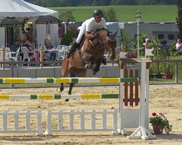 jumper Sjinto (Zangersheide riding horse, 2006, from Sjapoo)