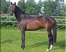 broodmare Quantas 20 (Hanoverian, 2009, from Quaterback)