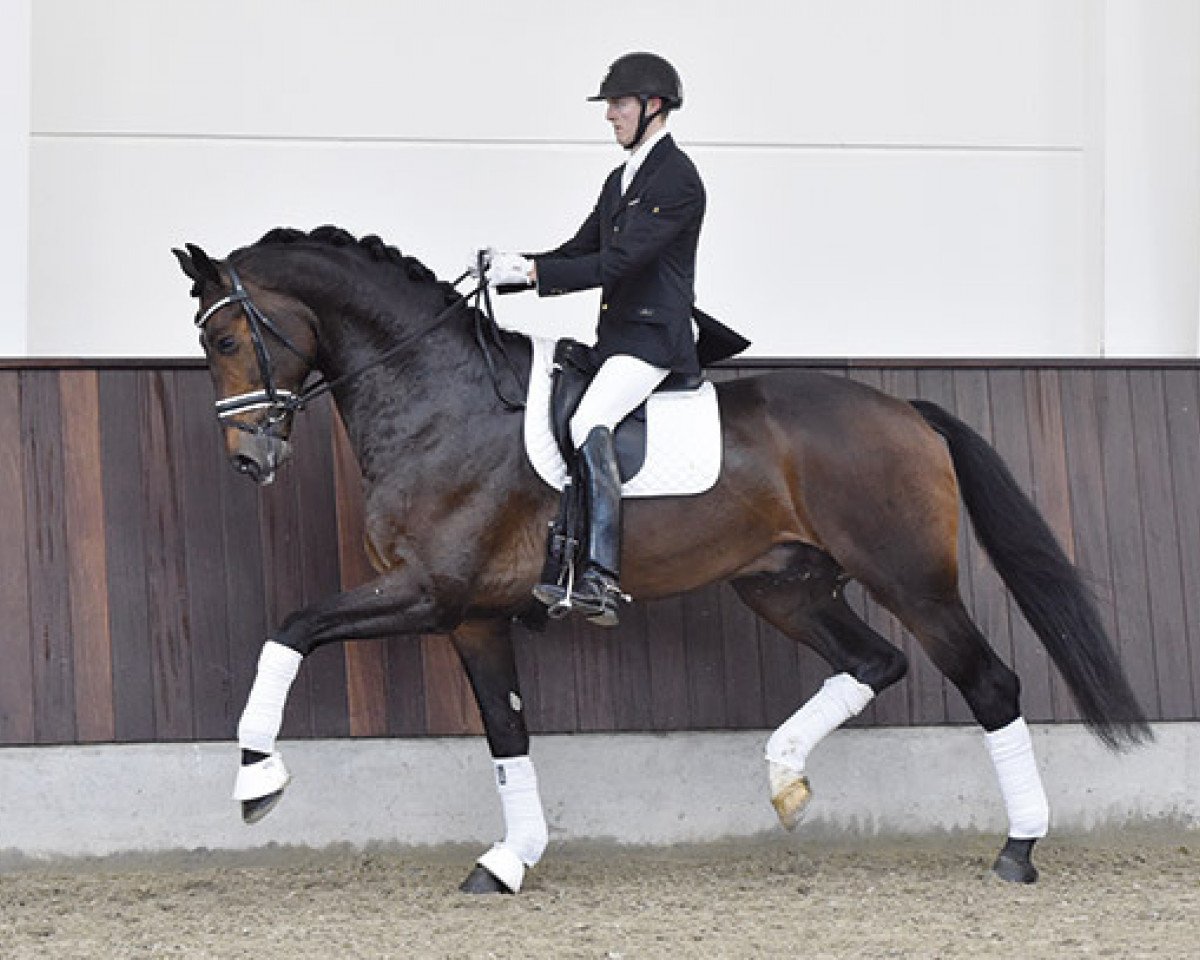 stallion Galleria's Vincent Maranello (Danish Warmblood, 2010, from Zack)
