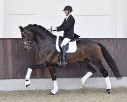 stallion Galleria's Vincent Maranello (Danish Warmblood, 2010, from Zack)