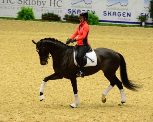 horse F. A. Hallow (Danish Warmblood, 2011, from Tailormade Temptation)