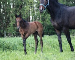 Pferd Helouise de Luxe (Westfale, 2016, von Hermes de Lux)