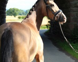 dressage horse Crispino de Luxe ZH (German Riding Pony, 2012, from FS Champion de Luxe)