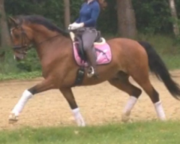 dressage horse Pantaro T (Rhinelander, 2008, from Pay Cash)