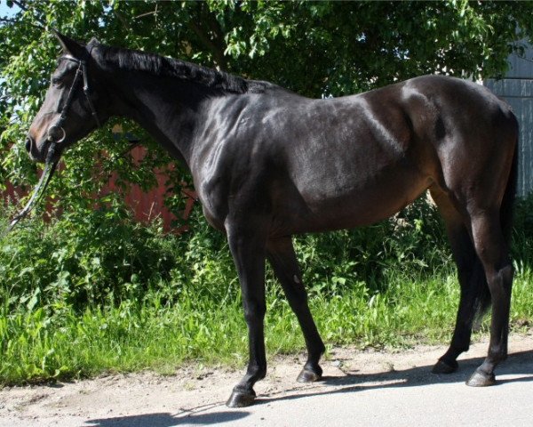Zuchtstute Ondina D (Bayer, 2004, von Luberon)