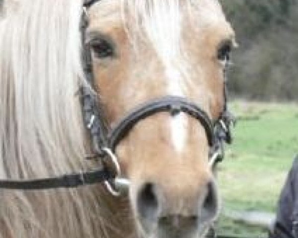 broodmare Gina (Welsh-Pony (Section B), 1993, from York von Rock Grey)