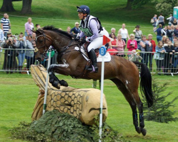 Springpferd Chico Bella P (Oldenburger, 2004, von Chico's Boy)