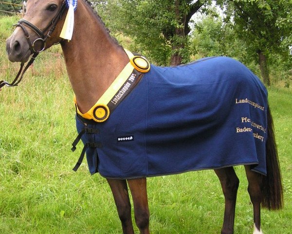 Dressurpferd Bajazzo (Deutsches Reitpony, 2002, von Bazooka)