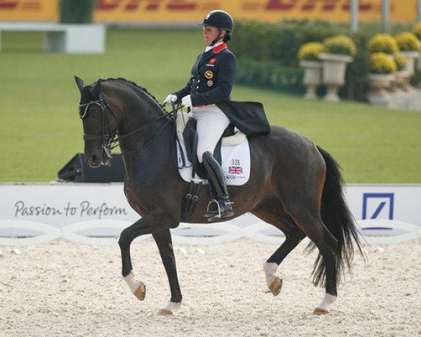 broodmare Atterupgaards Orthilia (Oldenburg, 2005, from Gribaldi)