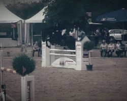 jumper Quick Major (Holsteiner, 2005, from Quadrigo 4)