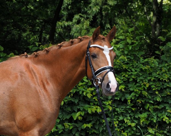 horse Riccarda (German Riding Pony, 2013, from Man in Black)