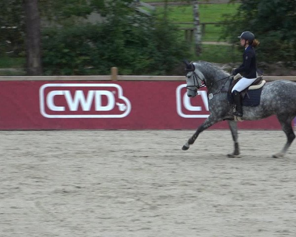 Reitturnier Westergellersen 2021