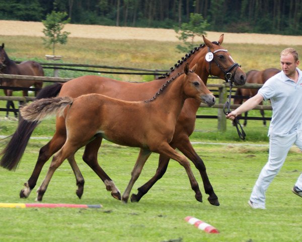 dressage horse Dahatschi (German Riding Pony, 2016, from Davenport II) dressage horse Dahatschi (German Riding Pony, 2016, from Davenport II)