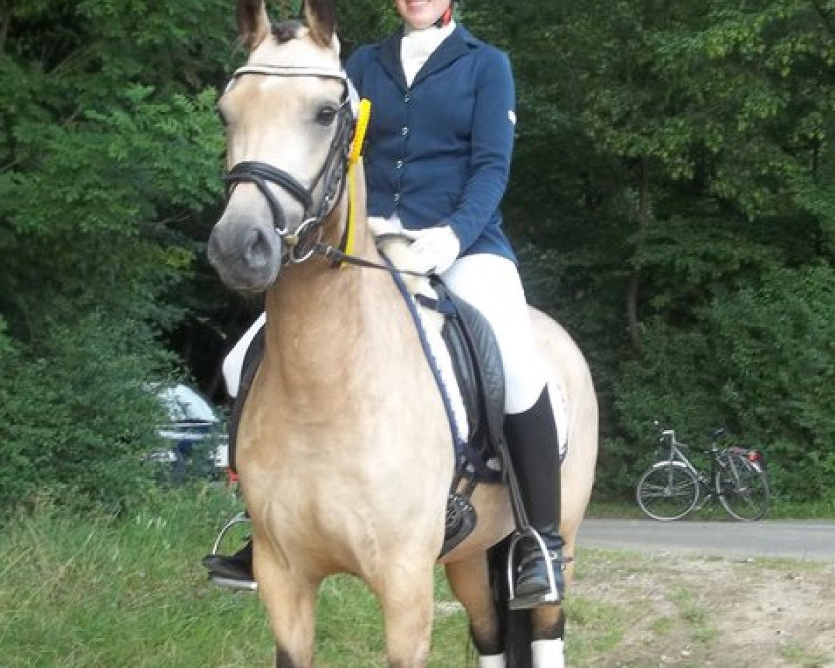 Pferd Gill 19 (Deutsches Reitpony, 2008, von Bazooka)