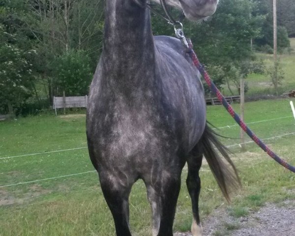 Dressurpferd Ginoretta (Zweibrücker, 2010, von Ginsberg II)