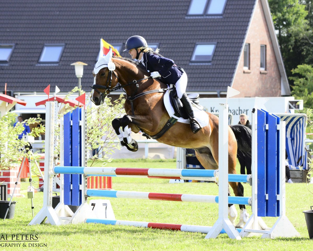 Cavallo da salto Magic Memory 3 (Pony da Sella Tedesco, 2014, di Grenzhoehes Moustache)