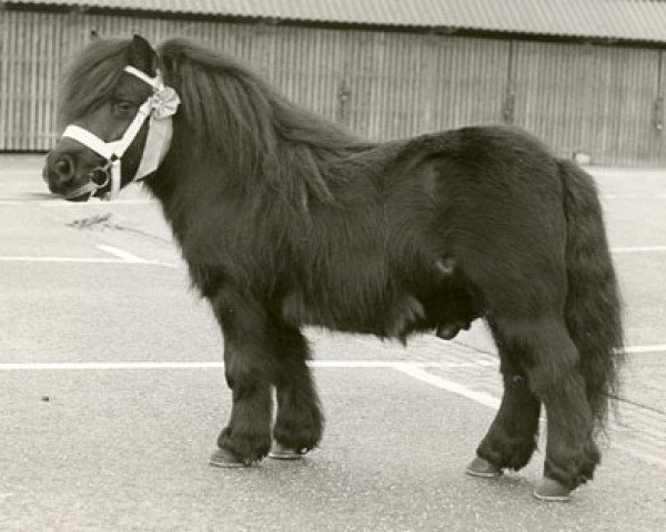 stallion Bernard v.d. Zandberg (Shetland Pony, 1966, from Thomas van Stal Rodichem)