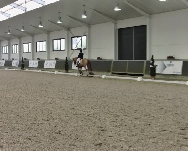 Reitturnier Mönchengladbach-Abtshof 2019