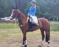 jumper Lousianna 7 (Hanoverian, 2008, from Hh Linton)