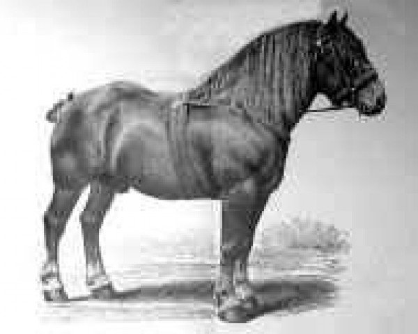 Deckhengst Jupiter (Brabanter/Belgisches Kaltblut, 1880, von Orange I) Deckhengst Jupiter (Brabanter/Belgisches Kaltblut, 1880, von Orange I)