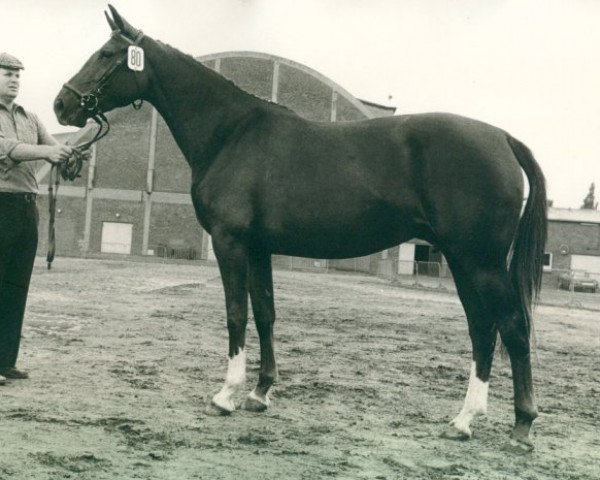 broodmare Andacht (Oldenburg, 1971, from Furioso II)