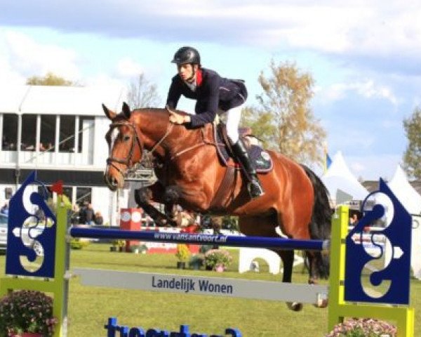 jumper Bon Giorno Go (KWPN (Royal Dutch Sporthorse), 2006, from Tygo)