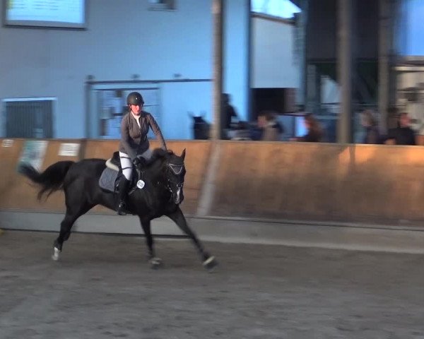 Reitturnier Freudenberg 2019