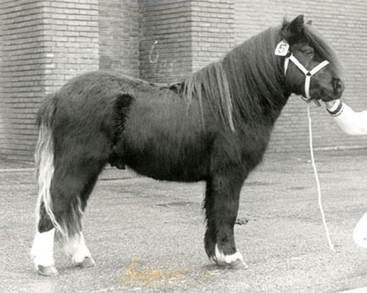 Deckhengst Asterix v.d. Dolfijn (Shetland Pony, 1986, von Kasper van Vliek)