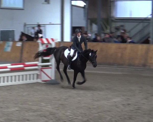 Reitturnier Freudenberg 2019