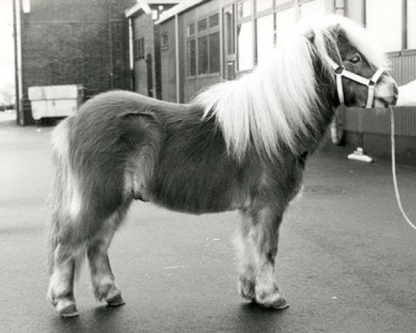 Deckhengst Artiest v. d'Oeveren (Shetland Pony (unter 87 cm), 1986, von Vorden Buddleia)