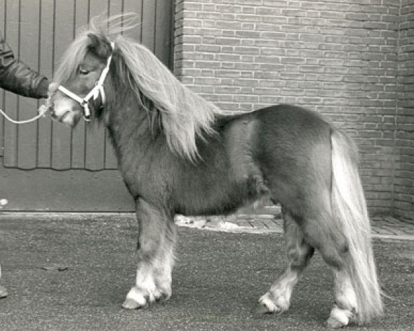 stallion Arno van Stal 't Hurkske (Shetland Pony, 1986, from Kismet van Bunswaard) stallion Arno van Stal 't Hurkske (Shetland Pony, 1986, from Kismet van Bunswaard)