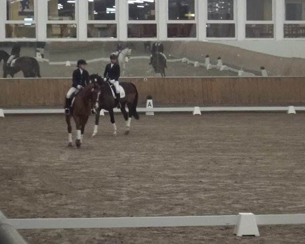 Reitturnier Freudenberg 2019