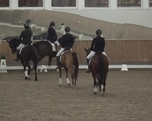 Reitturnier Freudenberg 2019