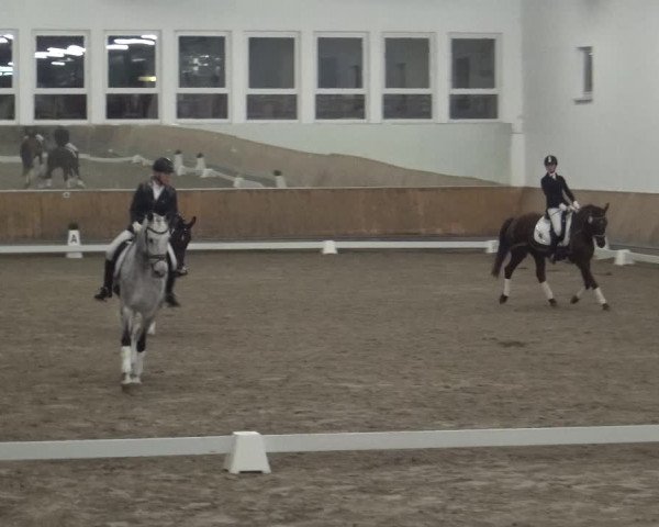 Reitturnier Freudenberg 2019