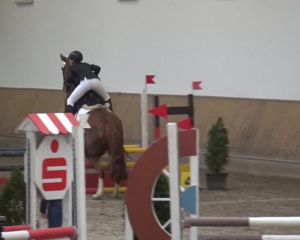 Reitturnier Freudenberg 2019
