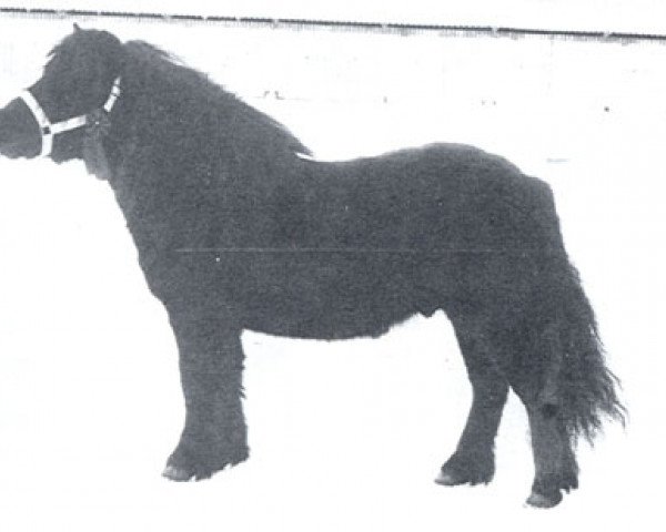 stallion Marco v.d. Blikhalm (Shetland Pony, 1976, from Firo van de Vennen) stallion Marco v.d. Blikhalm (Shetland Pony, 1976, from Firo van de Vennen)
