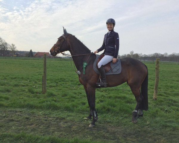 jumper Alissa 40 (Holsteiner, 2008, from Contendro I)