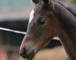 broodmare Sunny Queen 5 (Hanoverian, 2016, from Stolzenberg)