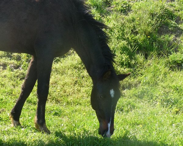 Dressurpferd Funkeltraum Ilmari (KWPN (Niederländisches Warmblut), 2013, von Astrix)