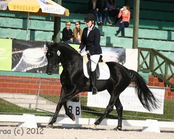 Pferd Eposstein (Trakehner, 2008, von Hohenstein I)