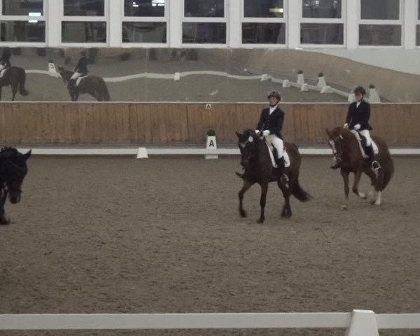 Reitturnier Freudenberg 2019