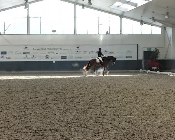 Reitturnier Mönchengladbach-Abtshof 2019