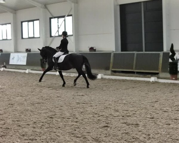 Reitturnier Mönchengladbach-Abtshof 2019