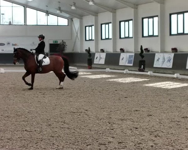Reitturnier Mönchengladbach-Abtshof 2019