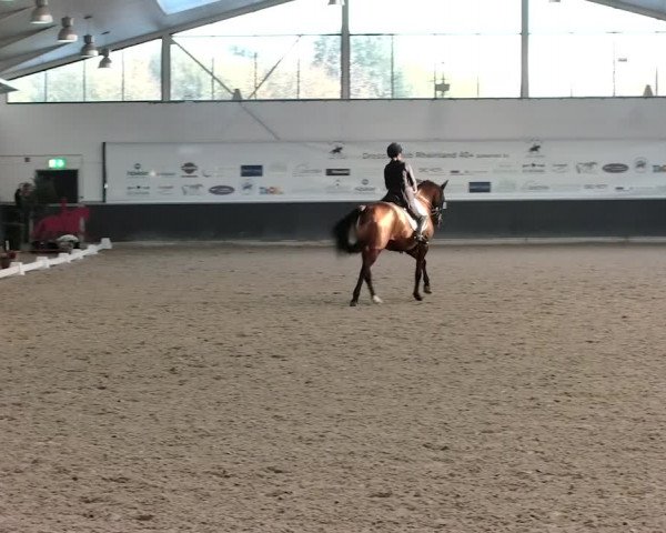 Reitturnier Mönchengladbach-Abtshof 2019