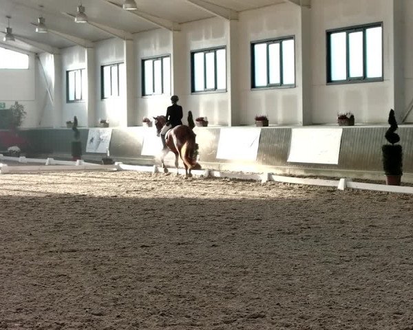 Reitturnier Mönchengladbach-Abtshof 2019